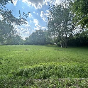 African Savanna (5 Species) - Plains