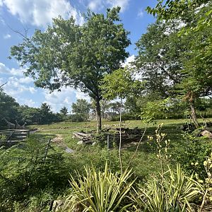 Giraffe & Addra Gazelle - Plains