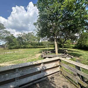 Giraffe & Addra Gazelle - Plains