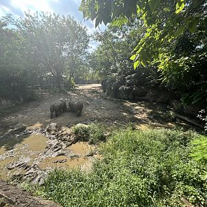 White Rhino Exhibit - Plains