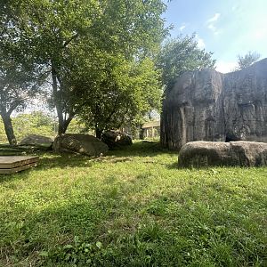 Lion Exhibit - Plains