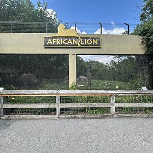 Lion Exhibit - Plains
