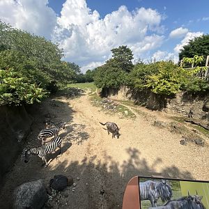 African Savanna (5 Species) - Plains