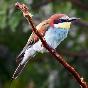 European Bee-eater (Merops apiaster)