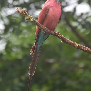 Northern Carmine Bee-eater (Merops nubicus)