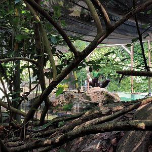 California Sea Lion Training