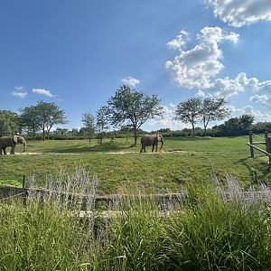 African Elephant Exhibit #2 - Plains