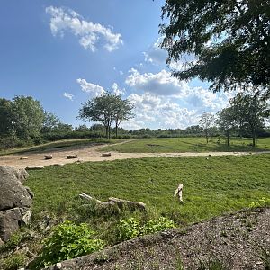 African Elephant Exhibit #2 - Plains