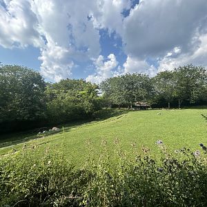 African Savanna (5 Species) - Plains