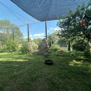 Africa Aviary (3 Species) - Plains