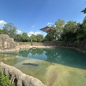 African Elephant Exhibit #3 - Plains