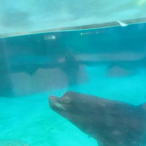California Sea Lion