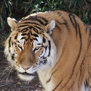 Smithsonian National Zoo - January 2023