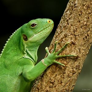 Lau banded iguana : Crocodiles of the World : 05 Jul 2024