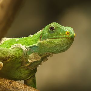 Lau banded iguana : Crocodiles of the World : 20 Jun 2024