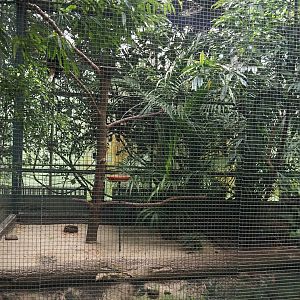 Papuan wreathed hornbill and Sclater's crowned pigeon aviary, 2024-05-22