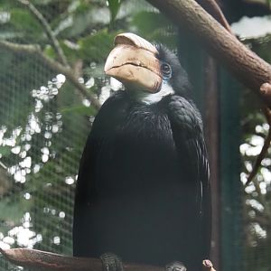 Papuan wreathed hornbill (Rhyticeros plicatus), 2024-05-22