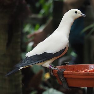 Pied imperial pigeon (Ducula bicolor), 2024-05-22