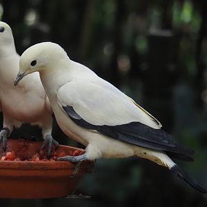 Pied imperial pigeon (Ducula bicolor), 2024-05-22