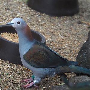 Chestnut-naped imperial pigeon (Ducula aenea paulina), 2024-05-22