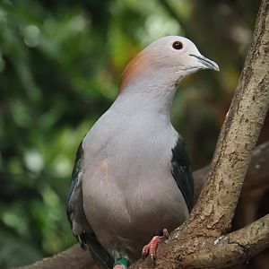 Chestnut-naped imperial pigeon (Ducula aenea paulina), 2024-05-22