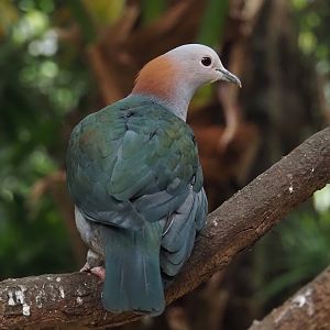 Chestnut-naped imperial pigeon (Ducula aenea paulina), 2024-05-22