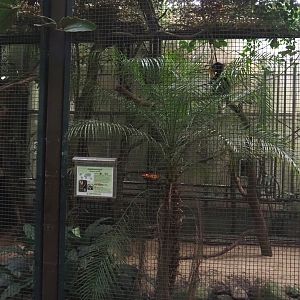 Second Sulawesi knobbed hornbill aviary in Jungle Trail, 2024-05-22