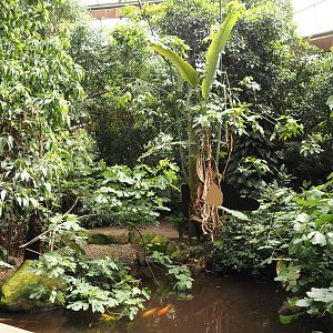 Pond in Jungle Trail, 2024-05-23