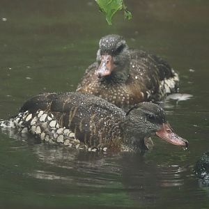 Spotted whistling duck (Dendrocygna guttata), 2024-05-22