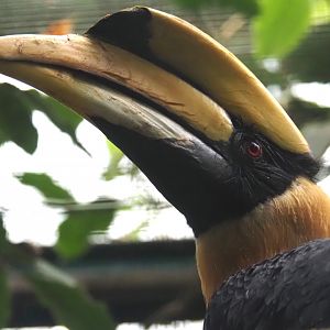 Great hornbill (Buceros bicornis), 2024-05-22