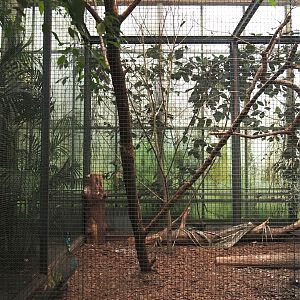 Green peafowl, Moustached parakeet, Cockatoo, Imperial pigeon and Hill myna aviary, 2024-05-22