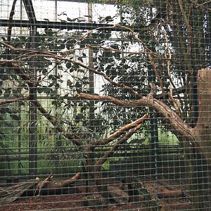 Green peafowl, Moustached parakeet, Cockatoo, Imperial pigeon and Hill myna aviary, 2024-05-22