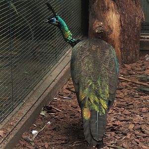 Javanese green peafowl (Pavo muticus muticus), 2024-05-22
