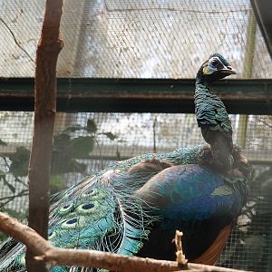 Javanese green peafowl (Pavo muticus muticus), 2024-05-23