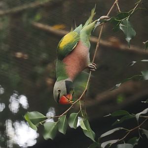 Dammerman's moustached parakeet (Psittacula alexandri dammermani), 2024-05-22