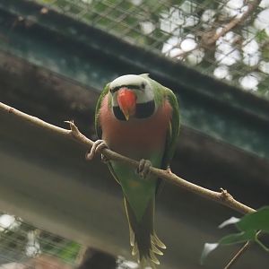 Dammerman's moustached parakeet (Psittacula alexandri dammermani), 2024-05-22