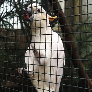 Citron-crested cockatoo (Cacatua citrinocristata), 2024-05-22