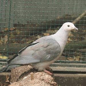Pink-headed imperial pigeon (Ducula rosacea), 2024-05-23