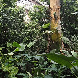View in Jungle Trail,  2024-05-22