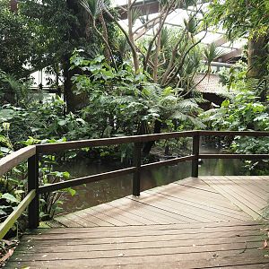Jungle Trail - Boardwalk and pond with island with Pandanus tectorius, 2024-05-23