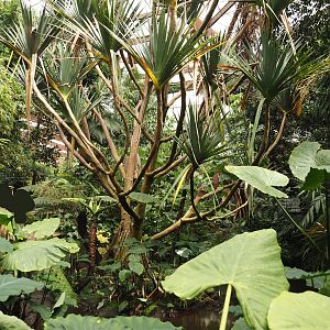 Jungle Trail - Pond with island with Pandanus tectorius, 2024-05-23