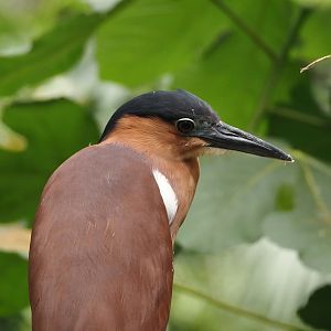 New Caledonian nankeen night heron (Nycticorax caledonicus caledonicus), 2024-05-23