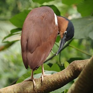 New Caledonian nankeen night heron (Nycticorax caledonicus caledonicus), 2024-05-23