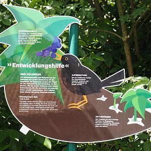 Sign about the ecological role of the native Elder shrub (Sambucus species), 2024-05-23