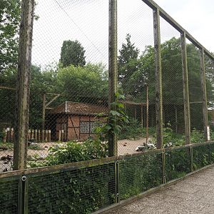 Seabird and Seaduck aviary, 2024-05-21