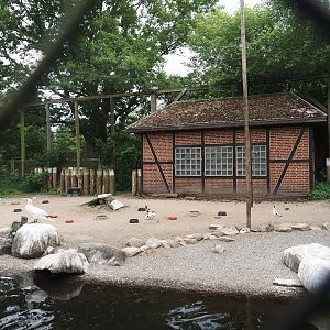 Seabird and Seaduck aviary, 2024-05-21