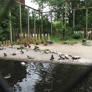 Seabird and Seaduck aviary, 2024-05-21