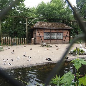 Seabird and Seaduck aviary, 2024-05-21