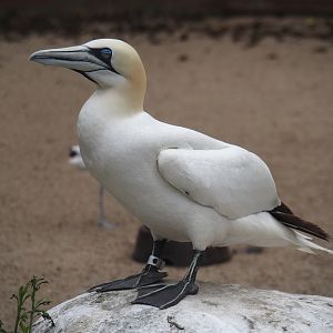 Northern gannet (Morus bassanus), 2024-05-21