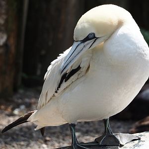 Northern gannet (Morus bassanus), 2024-05-23